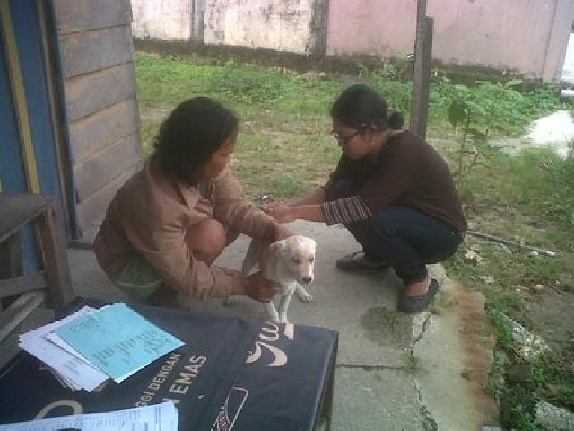 Ratusan Hewan Penular Rabies di Payung Sekaki Disuntik Vaksin