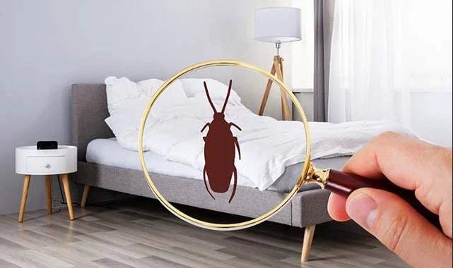 6 Tempat Persembunyian Kecoak di Rumah yang Jarang Diketahui Orang