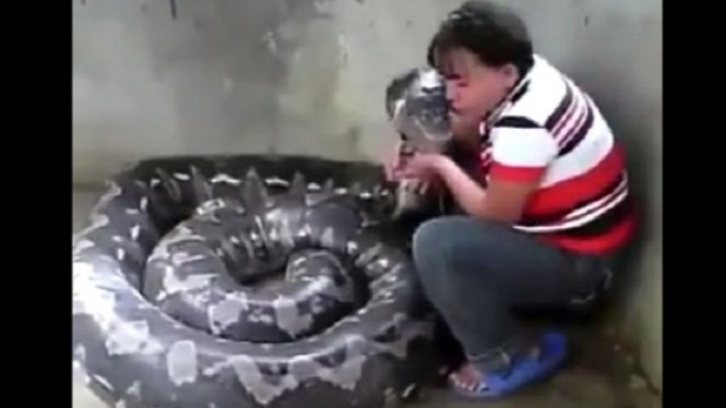 Ngeri, Seorang Wanita Bersihkan Ular Anaconda Besar