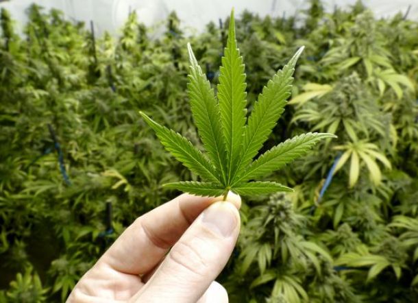 Delapan Orang Dilarikan ke RS Usai Makan Ganja, Korban Lainnya Merasa Gembira dan Bahagia