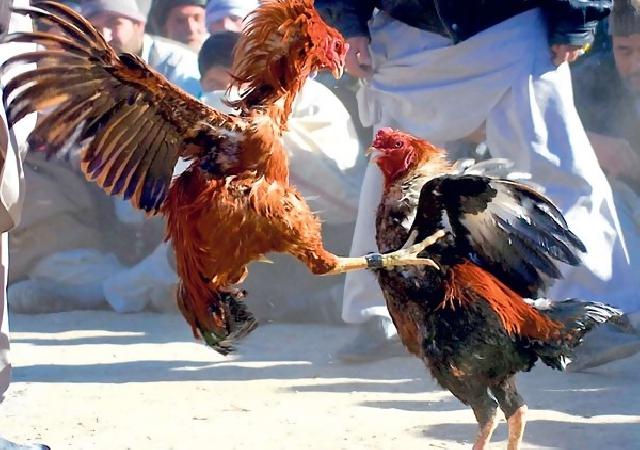 Tetangga curi ayam seharga Rp7 juta untuk dimasak