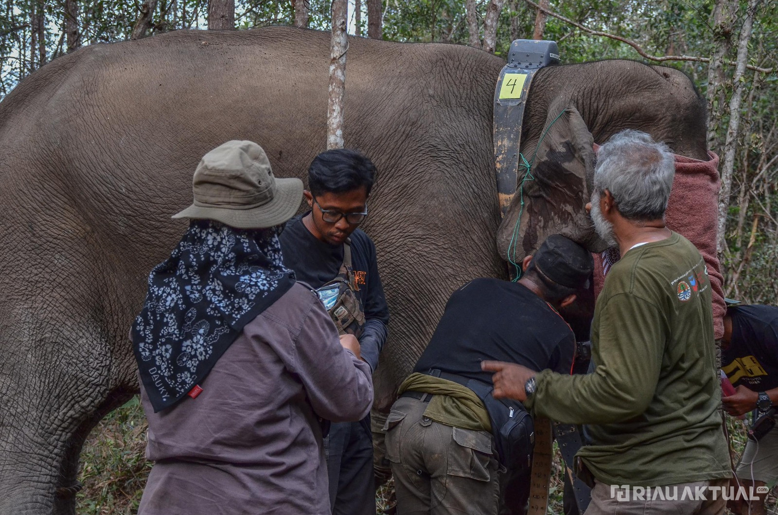 3 Gajah Sumatera di Riau Dipasang GPS Collar