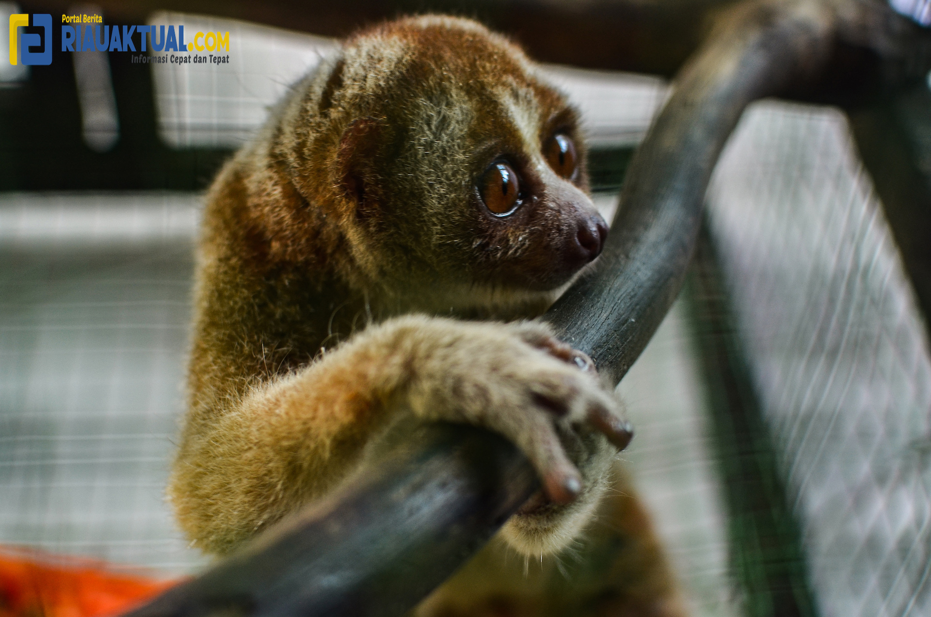 Dua Ekor Satwa Dilindungi Diserahkan Sukarela Kapolres Pelalawan ke BBKSDA Riau
