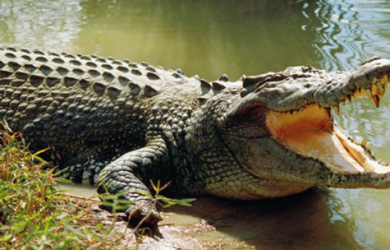 Mengerikan! Kepala dan Kaki Taslim Hilang, Diduga Dimangsa Buaya