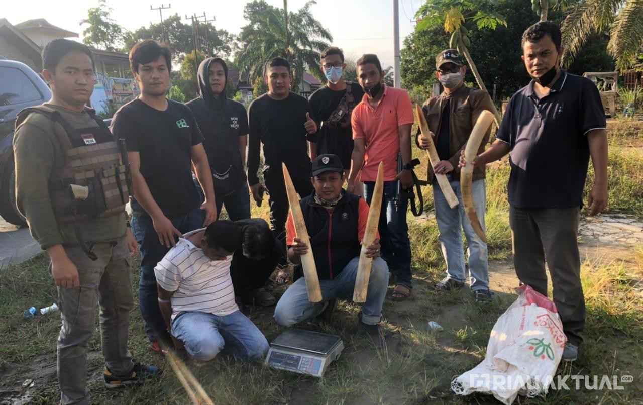 Perdagangan Dua Pasang Gading Gajah di Riau Digagalkan