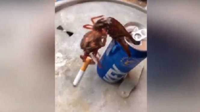 Kocak, Aksi Kepiting Merokok Layaknya Manusia