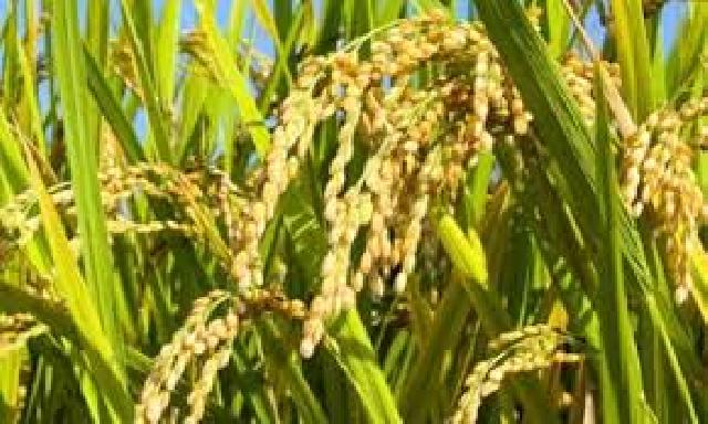 Pasca Banjir, Baru 8 Ton Benih Padi Yang Disalurkan