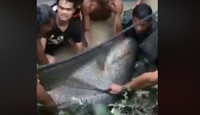Warga Temukan Ikan Besar, Lihat yang Mereka Lakukan Hingga Akhir
