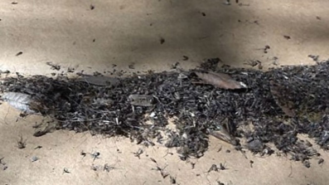 Ingin Basmi Ribuan Nyamuk dalam Semalam? Begini Caranya