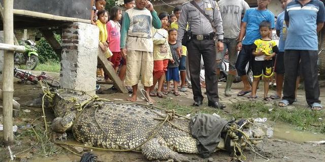 Buaya raksasa masuk perkampungan bikin heboh warga