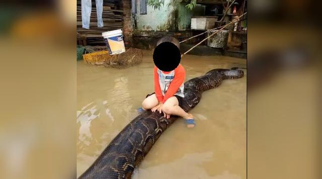 Viral, Bocah Vietnam 'Tunggangi' Ular Piton Sepanjang 6 Meter