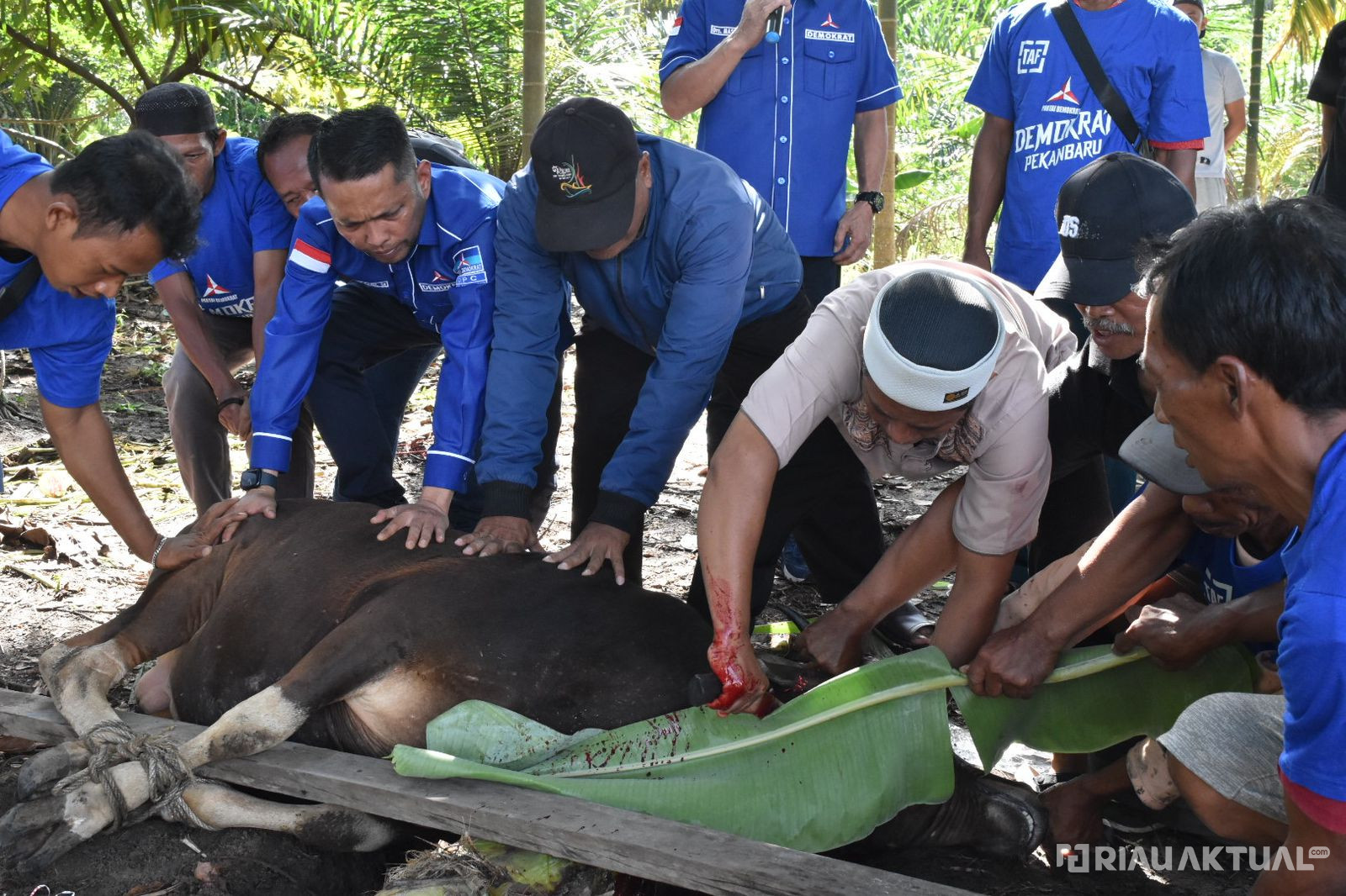 'Tiada Perubahan Tanpa Pengorbanan', Demokrat Pekanbaru Sembelih 2 Ekor Sapi Rayakan Iduladha