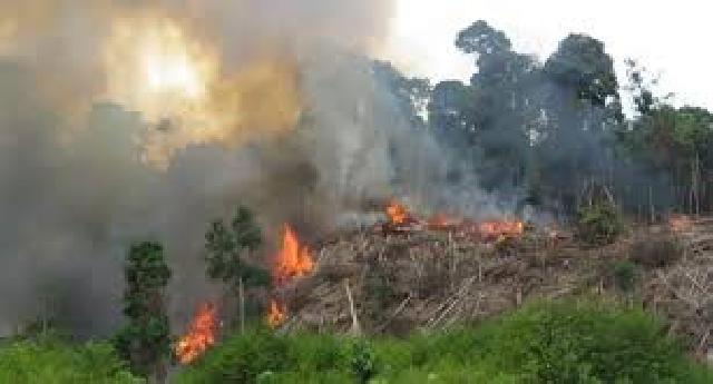7.900 Ha Hutan dan Lahan di Riau Terbakar