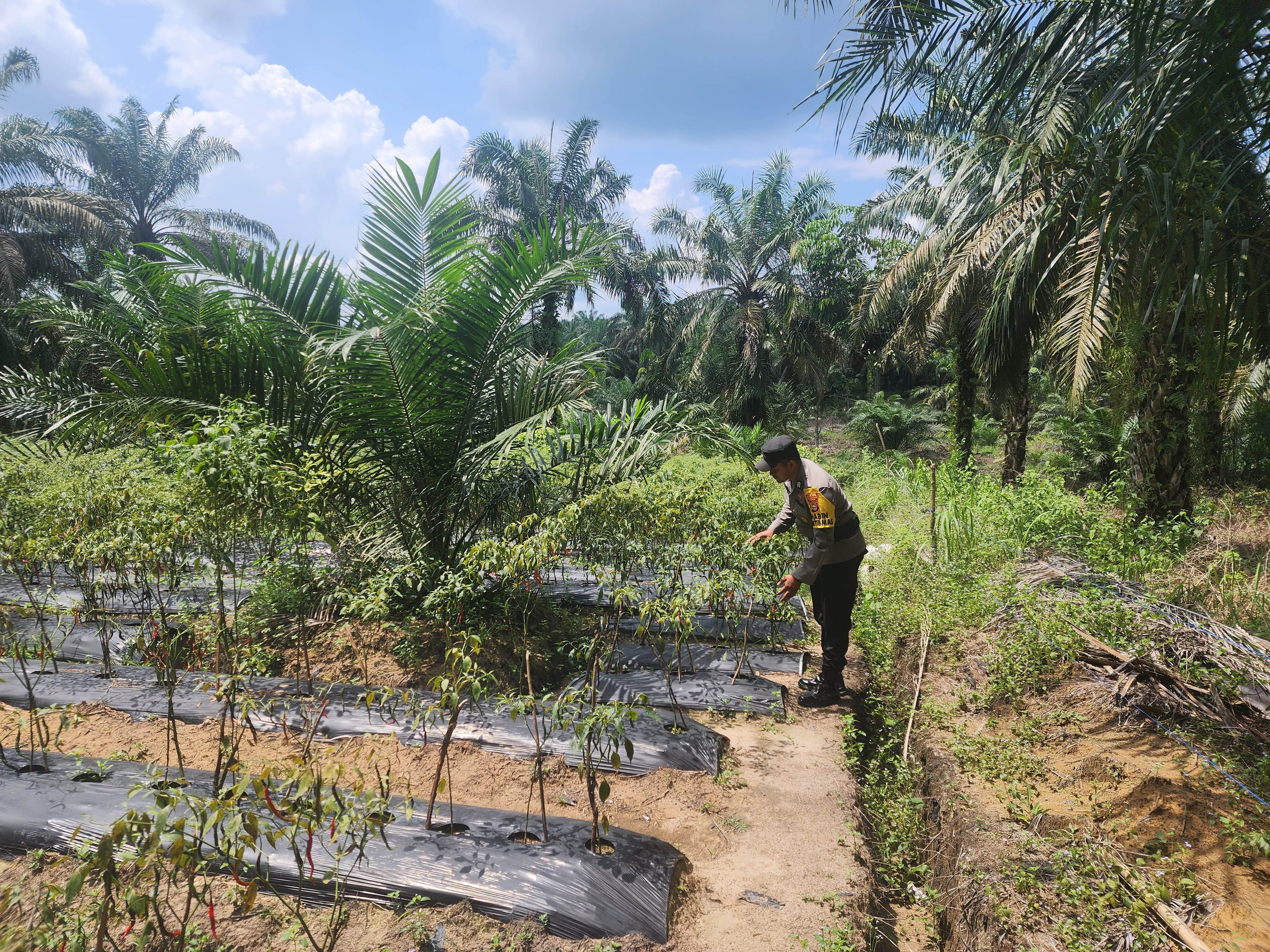 Polsek Bangko Pusako Bina Ketahanan Pangan, Dorong Kesejahteraan Petani