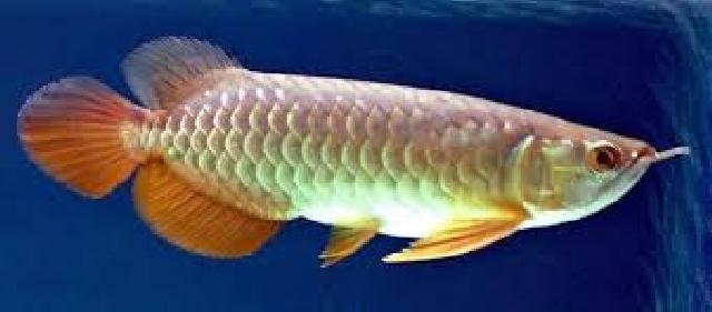 Pemkab Rohul Janjikan Kawasan Rawa Seribu Menjadi Habitat Ikan Arwana Kembali