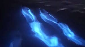 Di Tengah Wabah Corona Muncul Pemandangan Langka di Lautan Amerika