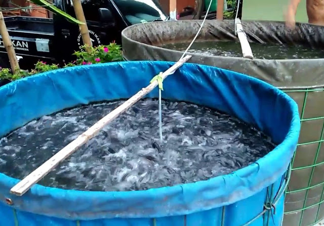 Begini Cara Tepat Budidaya Ikan Lele, Untungnya Sangat Besar