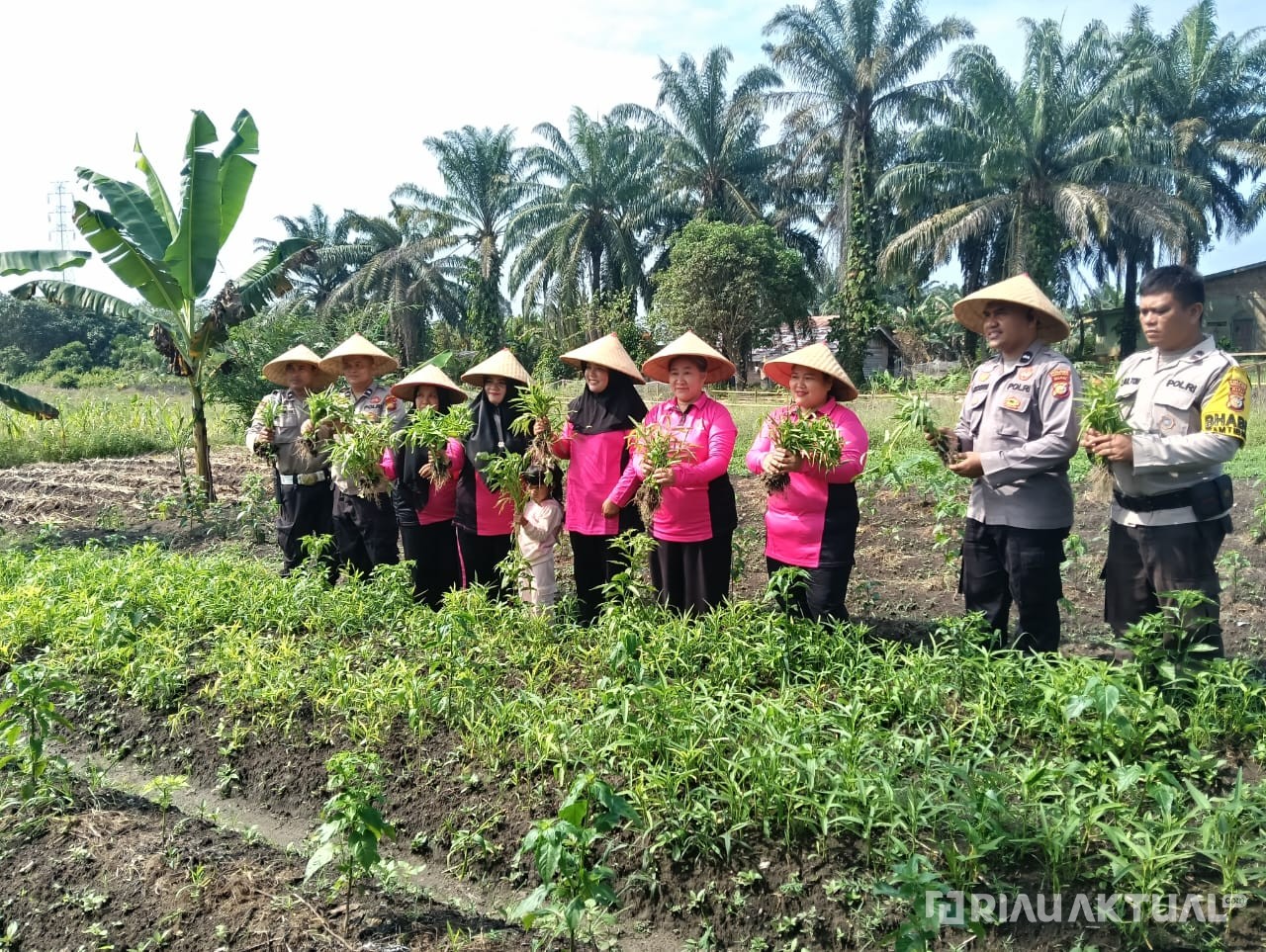 Bhayangkari Polsek TPTM Panen Sayur P2L, Wujud Dukung Ketahanan Pangan dan Peduli ke Warga