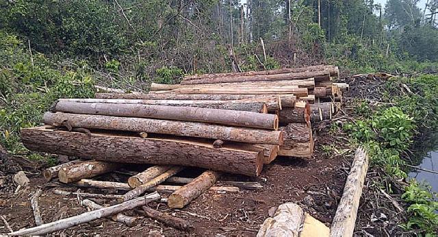 Polres Pelalawan Amankan 50 Kubik Kayu Illegal Logging
