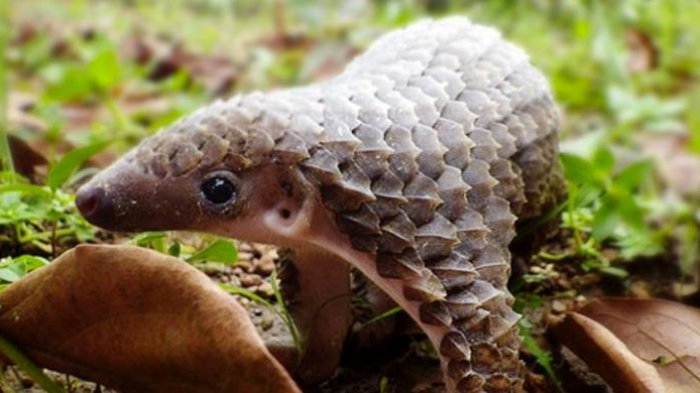 Banyak Diburu, Ternyata Daging dan Sisik Trenggiling Dihargai Jutaan karena Dipercaya Berkhasiat