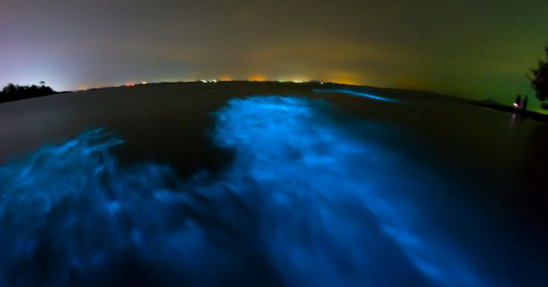 Spesies Hiu Bercahaya Ditemukan di Lepas Pantai Hawaii
