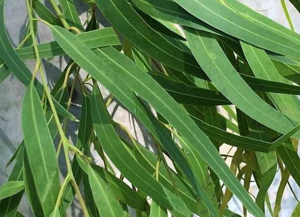 Kalung Eucalyptus Disebut-sebut Efektif Atasi Corona, Ini Tanggapan Guru Besar UGM