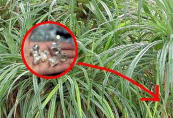 Jarang yang Tahu, Tanaman Ini Rupanya Bisa Buat Kamu Kaya Mendadak!