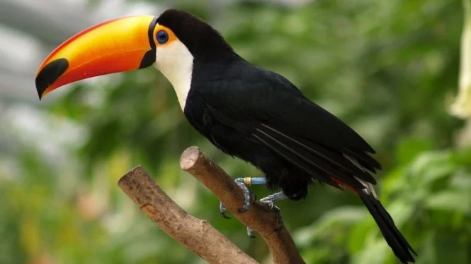 Satu Ekor Rp20 Miliar Inilah 5 Burung Termahal Di Dunia