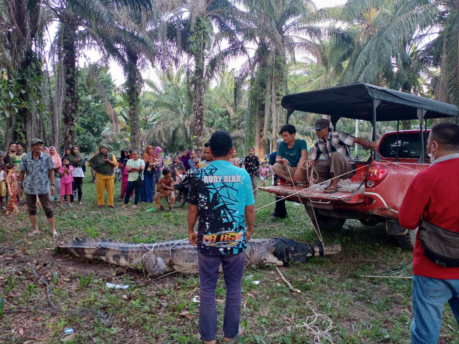 BBKSDA Riau Lepasliarkan Buaya Senyulong Tangkapan Warga Tanjung Medan Rohil