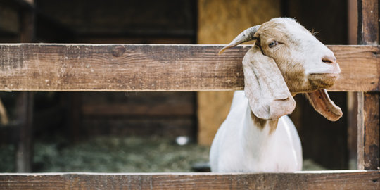 Tata Cara Aqiqah dalam Islam yang Baik dan Benar