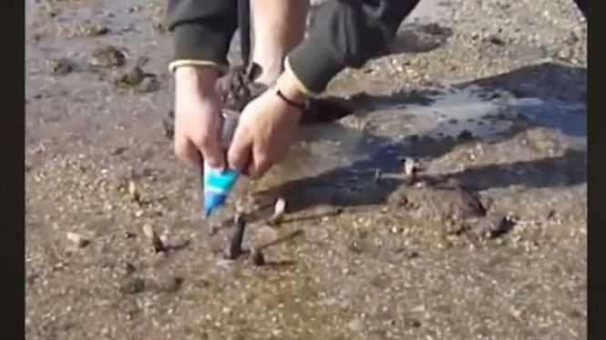 Taburkan Garam Dapur di Pasir, Pria Ini Tangkap 'Alien'