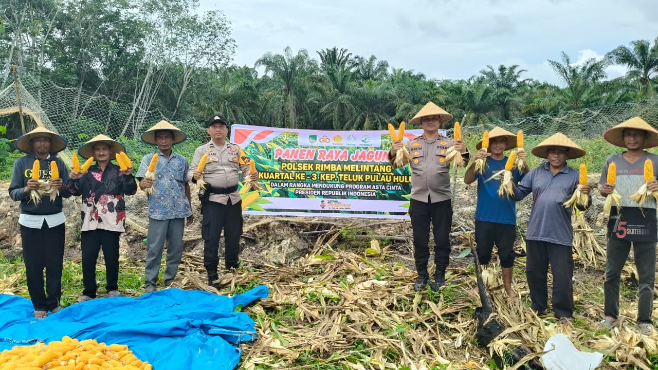 Polsek Rimba Melintang Panen 500 Kg Jagung Dukung Asta Cita Presiden