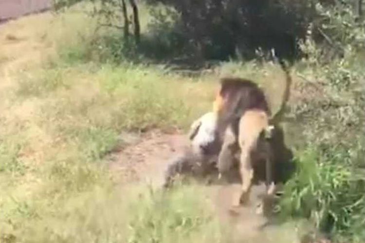 Periksa Kandang, Pemilik Taman Margasatwa Diserang Singa