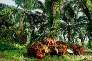Harga Sawit Riau Seminggu Kedepan Alami Kenaikan