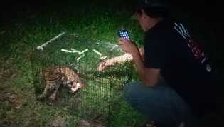 Ditemukan di Kebun Sawit, Warga Dumai Serahkan Kucing Hutan ke BBKSDA Riau