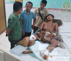 Warga Inhu Diserang Dua Harimau Sumatera, Diduga Induk Sedang Latih Anak Berburu