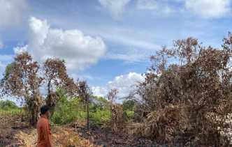 Dipicu Kondisi Cuaca, Kejadian Kebakaran Lahan di Pekanbaru Meningkat Tahun ini