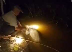 Lumba-lumba Sungai Rokan Hulu yang Sempat Viral Ditemukan Mati