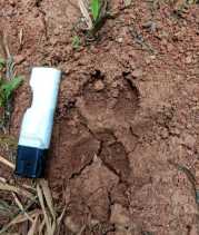 Warga Desa Suka Maju Rohul Kembali Temukan Jejak Harimau