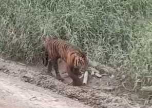 Viral Video Penampakan Harimau Sumatera di Pelalawan, BBKSDA Riau: Tidak Ada Bukti