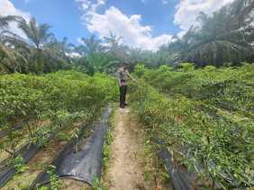 Polsek Bangko Pusako dan Petani Jaga Ketahanan Pangan