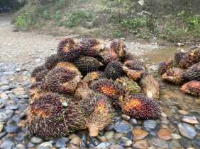 Harga TBS Sawit Mitra Plasma di Riau Capai Rp3.695 per Kilogram