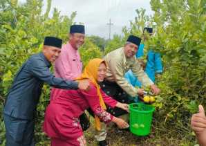 Mengantor di Kampung Pedada, Bupati Alfedri Pakai Sepeda Motor Memanen Buah Lemon