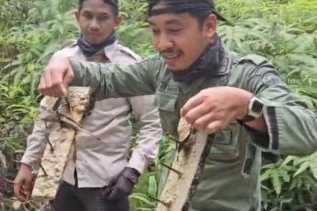 Ranjau Paku Kembali Ditemukan di Tesso Nilo, Petugas: Ancaman Nyata bagi Satwa dan Patroli