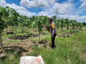 Asta Cita, Polsek Bangko Pusako Gandeng Petani Jaga Ketahanan Pangan