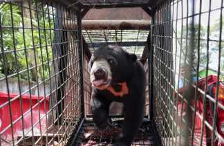 Beruang Jantan Berkeliaran di Desa Alim Batang Cenaku, Ditangkap Warga Lalu Dievakuasi ke KSDA Riau