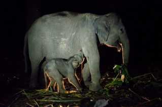 Kabar Baik dari Riau, Bayi Gajah Sumatera Lahir di Tengah Upaya Pelestarian