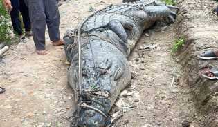 Meski Laporan Belum Diterima, LKKPN akan Cari Informasi Terkait Penangkapan Buaya di Inhil