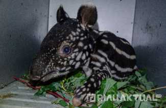 Diperkirakan Tertinggal Oleh Induknya, Bayi Tapir di Kuansing Dievakuasi Balai Besar KSDA Riau