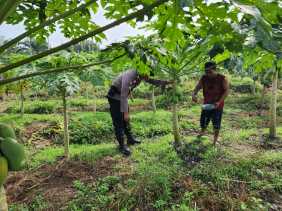 Polsek Bangko Pusako dan Petani Kolaborasi Bangun Lumbung Pangan Desa